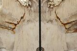 Tall, Petrified Wood Bookends - Washington #210847-2